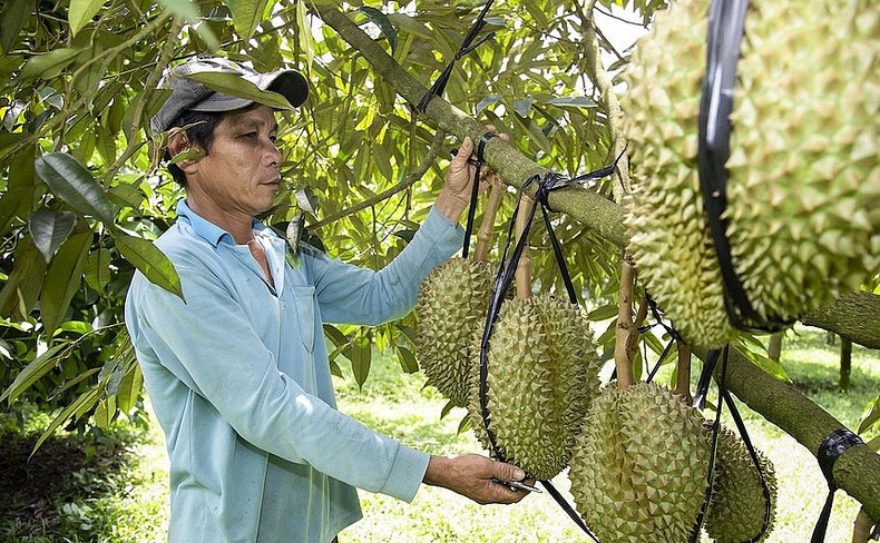 Le durian est l’un des principaux fruits d’exportation du Vietnam. Photo : congthuong.