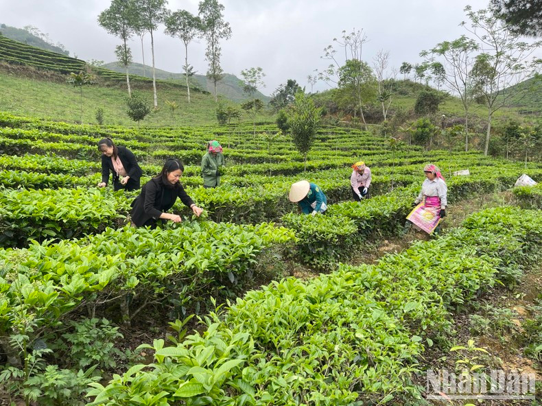 Les habitants de la commune de Gia Hoi, district de Van Chân, récoltent le thé Shan Tuyêt. Les habitants de la commune de Gia Hoi, district de Van Chân, récoltent le thé Shan Tuyêt.