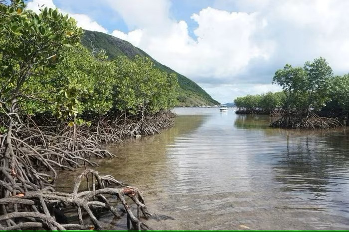 Planter des forêts de mangroves côtières pour une protection durable de l’environnement. Planter des forêts de mangroves côtières pour une protection durable de l’environnement.