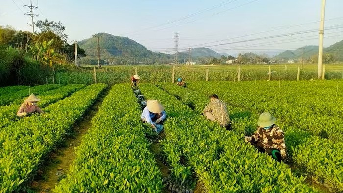 Production de plants forestiers de haute qualité dans le district de Phu Luong, province de Thai Nguyên. Production de plants forestiers de haute qualité dans le district de Phu Luong, province de Thai Nguyên.