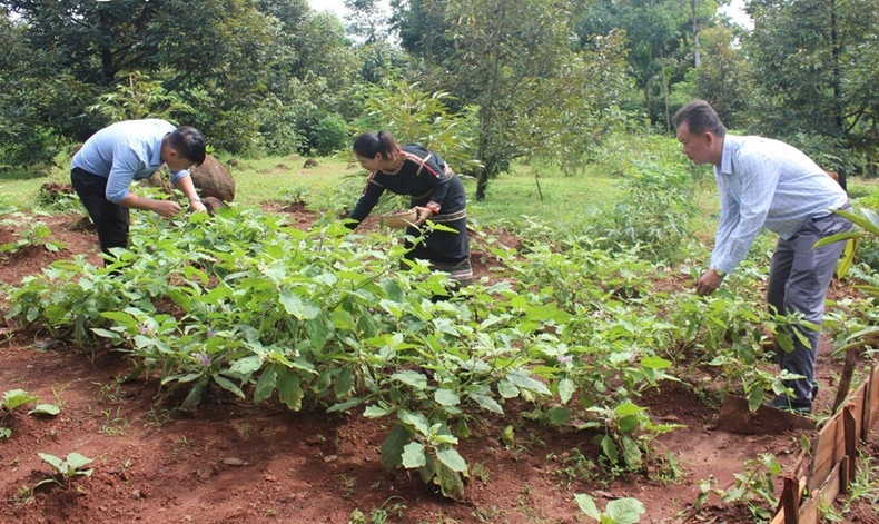 Les visiteurs peuvent enrichir leur expérience au cours de leur voyage à Dak Lak. Photo : VOV. Les visiteurs peuvent enrichir leur expérience au cours de leur voyage à Dak Lak. Photo : VOV.