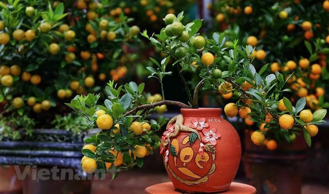 Pour le Têt ou Nouvel An lunaire, de nombreuses familles vietnamiennes achètent habituellement des kumquats chargés de fruits, symbole de prospérité et de plaisir, pour les mettre dans leurs maisons. Photo: VNA Pour le Têt ou Nouvel An lunaire, de nombreuses familles vietnamiennes achètent habituellement des kumquats chargés de fruits, symbole de prospérité et de plaisir, pour les mettre dans leurs maisons. Photo: VNA