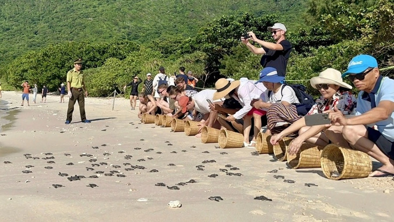 L’activité de relâcher des tortues marines dans la nature attire un grand nombre de visiteurs. Photo : VOV. L’activité de relâcher des tortues marines dans la nature attire un grand nombre de visiteurs. Photo : VOV.