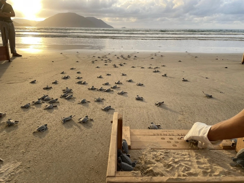 Une expérience inoubliable de conservation des tortues à Con Dao ảnh 1 Une expérience inoubliable de conservation des tortues à Con Dao ảnh 1