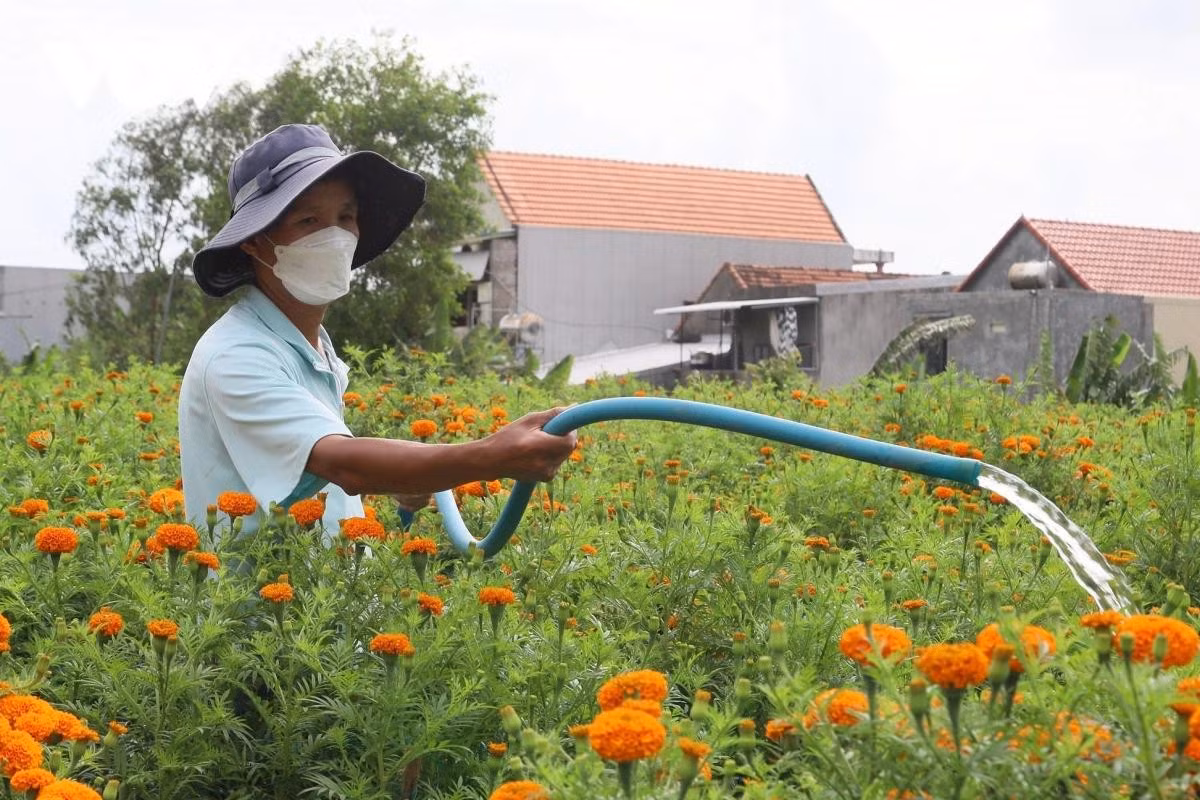 Les habitants de la province de Quang Ngai prennent soin des soucis pour la vente du Têt.