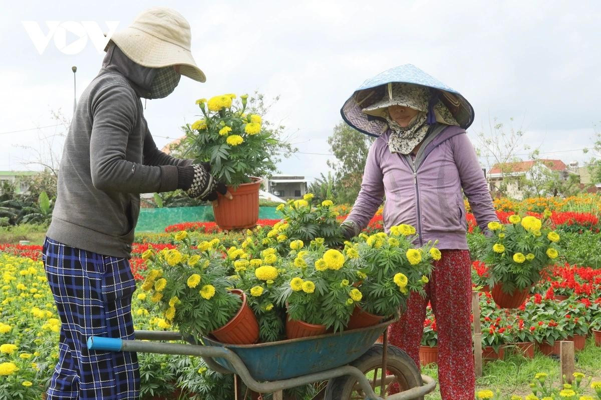 Des pots de soucis (vạn thọ) s'apprêtent à être transportés pour la consommation.