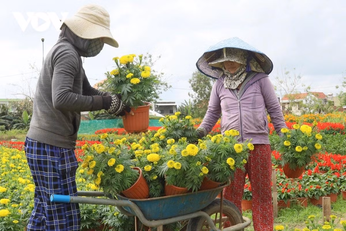 Des pots de soucis (vạn thọ) s'apprêtent à être transportés pour la consommation.