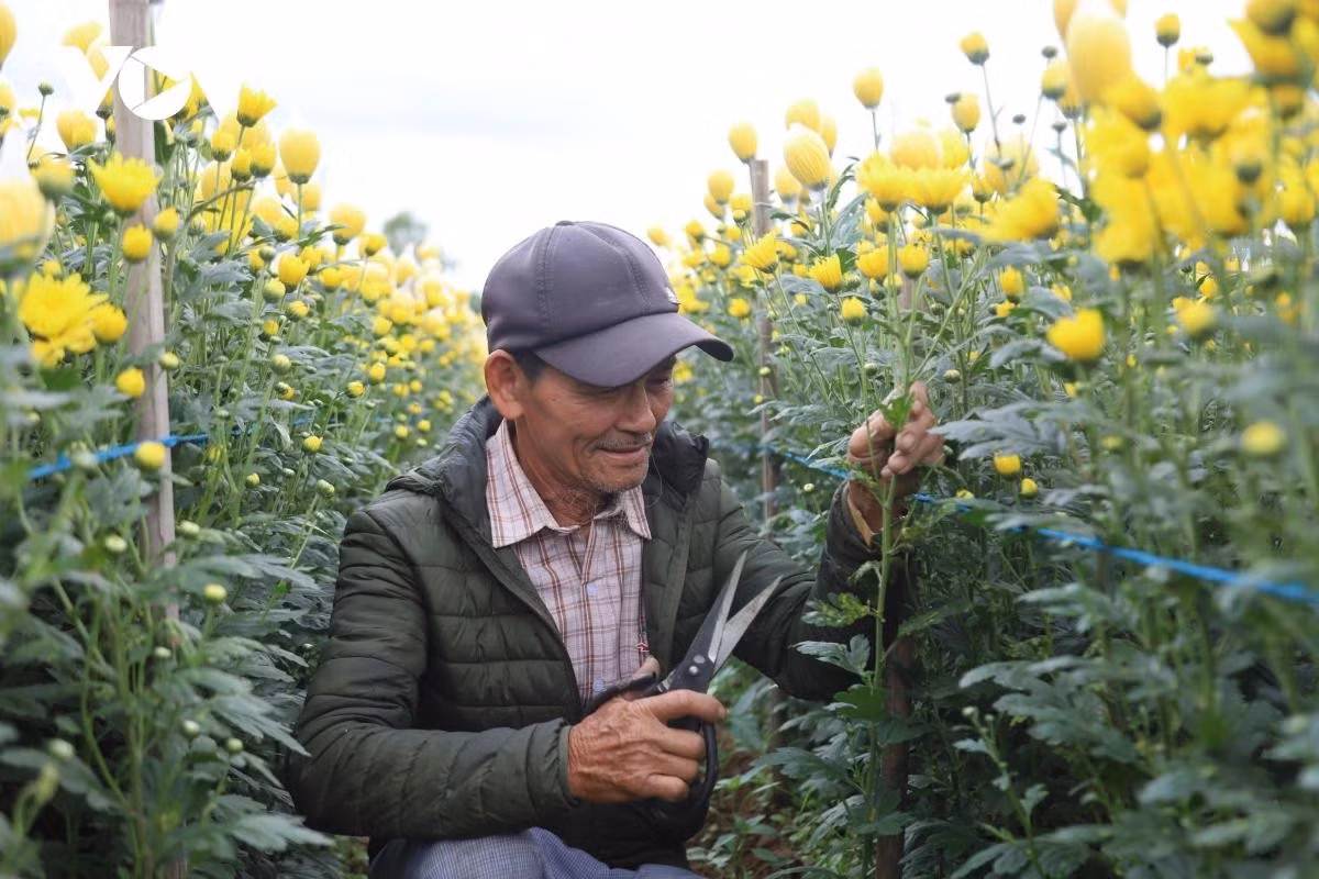 Les habitants taillent les chrysanthèmes.