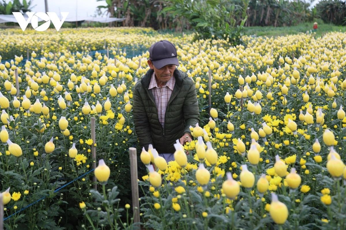 Les chrysanthèmes fleurissent à foison, prêts pour la vente du Têt.