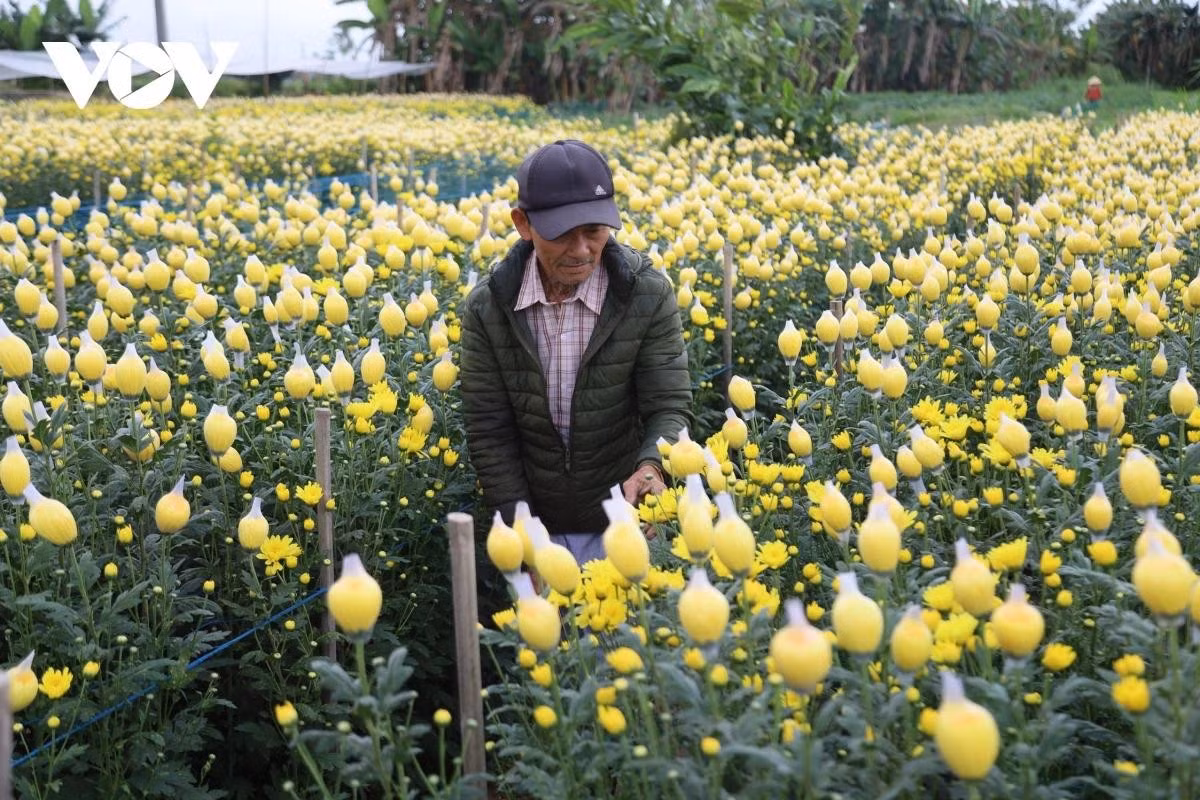 Les chrysanthèmes fleurissent à foison, prêts pour la vente du Têt.