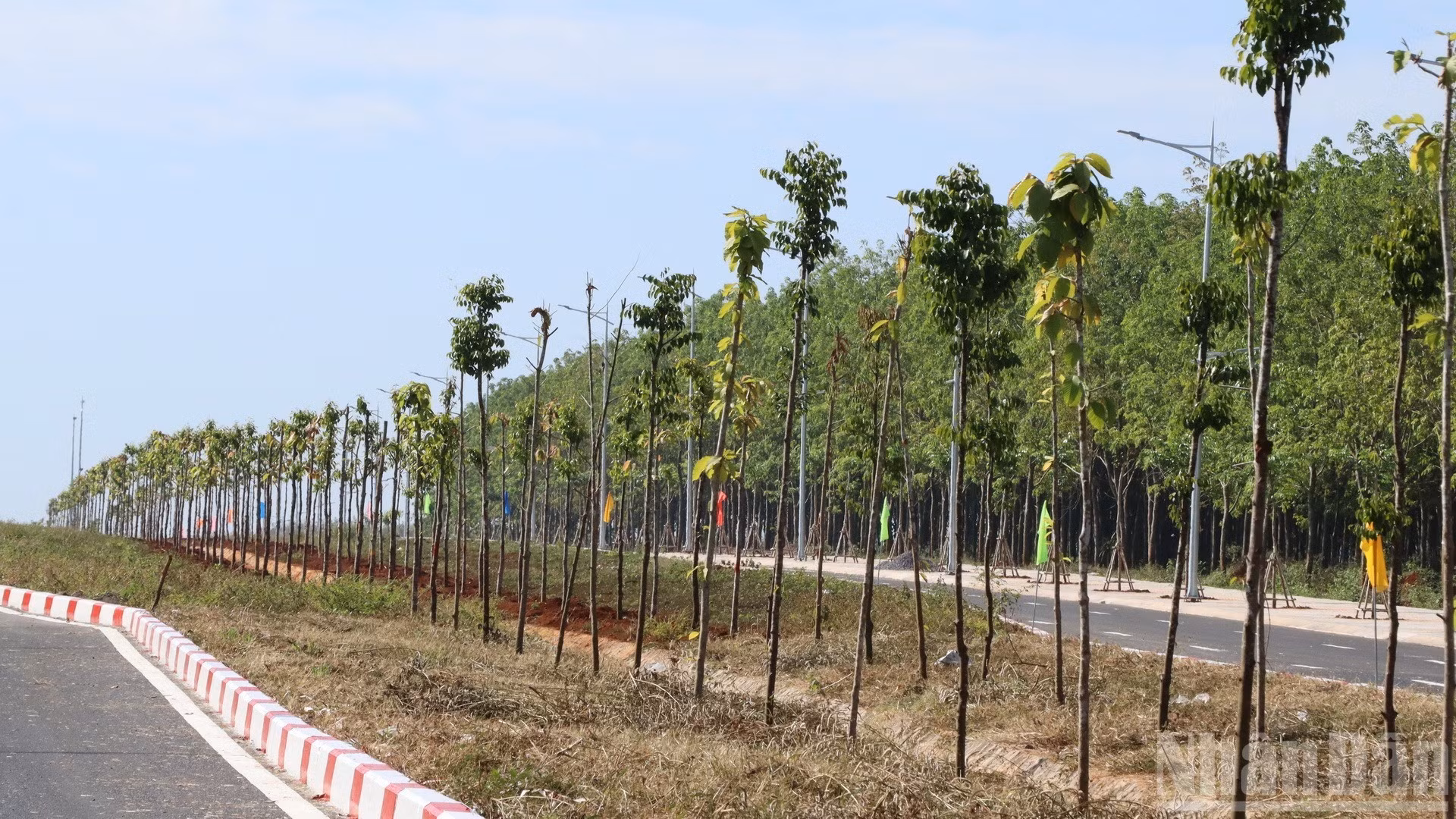 Des arbres sont plantés sur le terre-plein central d’une largeur de 19 m.