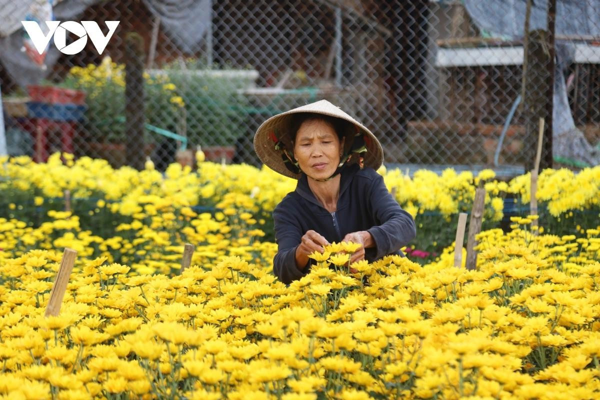 Les fleurs du Têt en pleine floraison, les agriculteurs de Quang Ngai connaissent une récolte abondante et des prix favorables