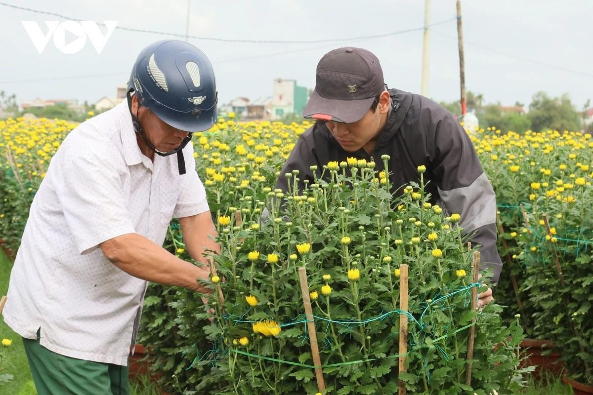 Les horticulteurs de la commune de Long Phung, province de Quang Ngai, transportent les fleurs vers d'autres provinces et villes.