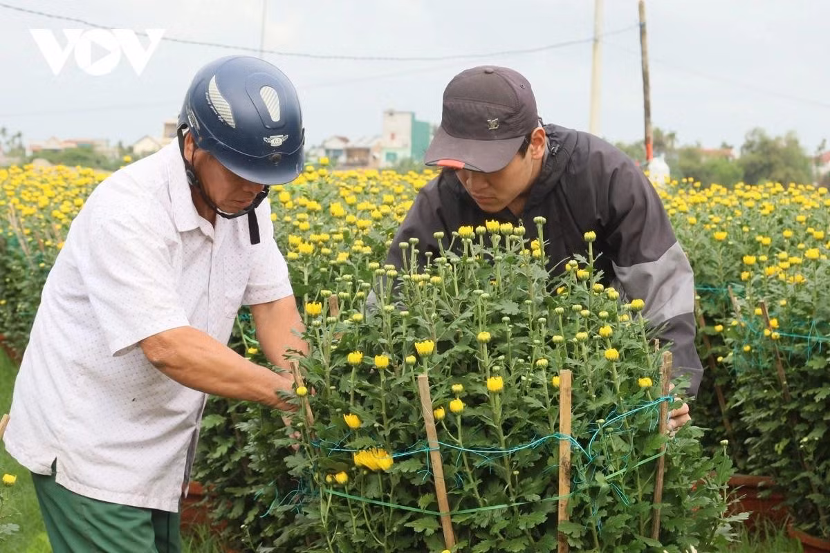 Les horticulteurs de la commune de Long Phung, province de Quang Ngai, transportent les fleurs vers d'autres provinces et villes.