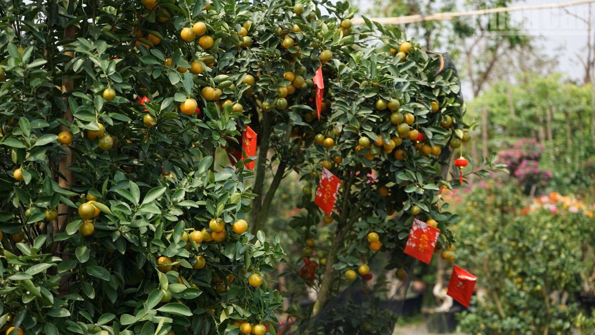 Les plants de kumquat chargés de fruits, taillés avec soin, sont exposés pour invoquer une abondance de prospérité. Un propriétaire de boutique près de Kien Say, dans le Kandal, a déclaré que chaque année, à l’approche du Têt, les commerces de la région augmentent l’importation de fleurs d’abricotier, de pêcher, de chrysanthème et de kumquat depuis les jardins au Vietnam pour répondre à la demande de la communauté d’origine vietnamienne et des Vietnamiens résidant au Cambodge.