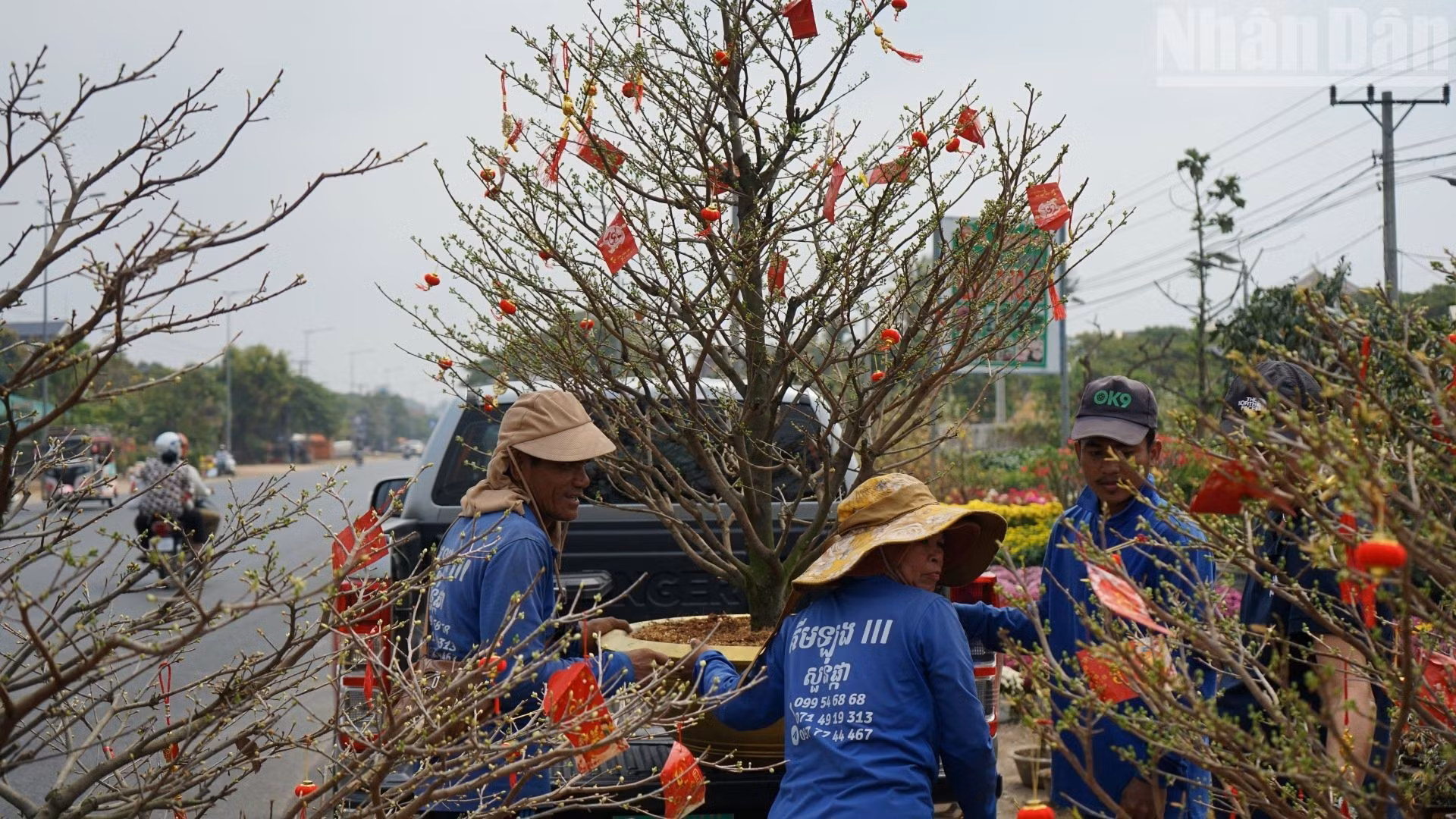 De chaque côté de l’axe routier animé par la circulation, les jardins s’activent à préparer arbres et fleurs pour les clients.
