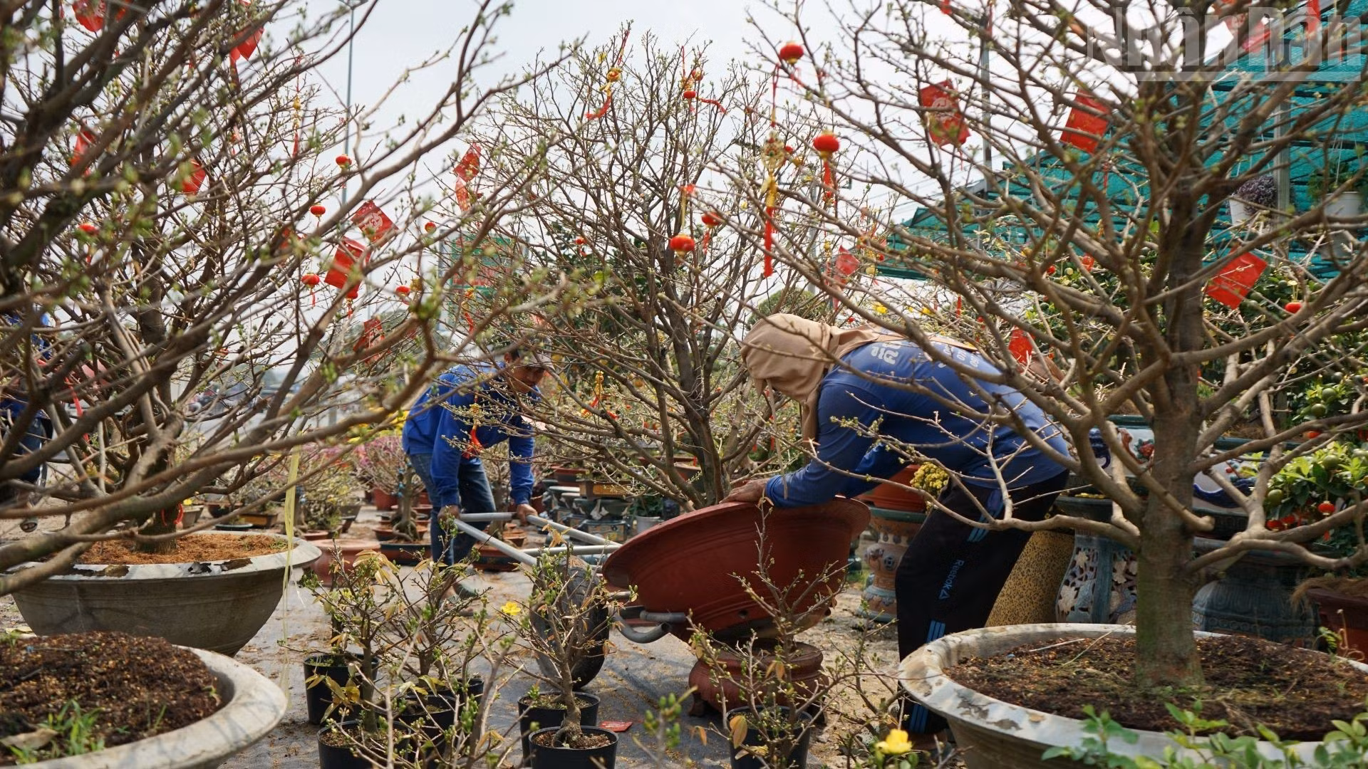 Les pots de fleurs d’abricotier jaune sont soigneusement alignés, leurs branches verdoyantes parsemées de boutons éclatants de jaune, symbolisant la prospérité et la chance pour la nouvelle année.