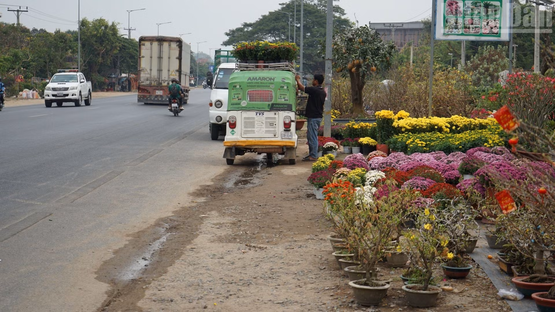 Les tronçons de route où les fleurs d’abricotier, pêcher et les chrysanthèmes montrent leurs couleurs permettent à la communauté d’origine vietnamienne de ressentir pleinement l’esprit du Têt traditionnel.