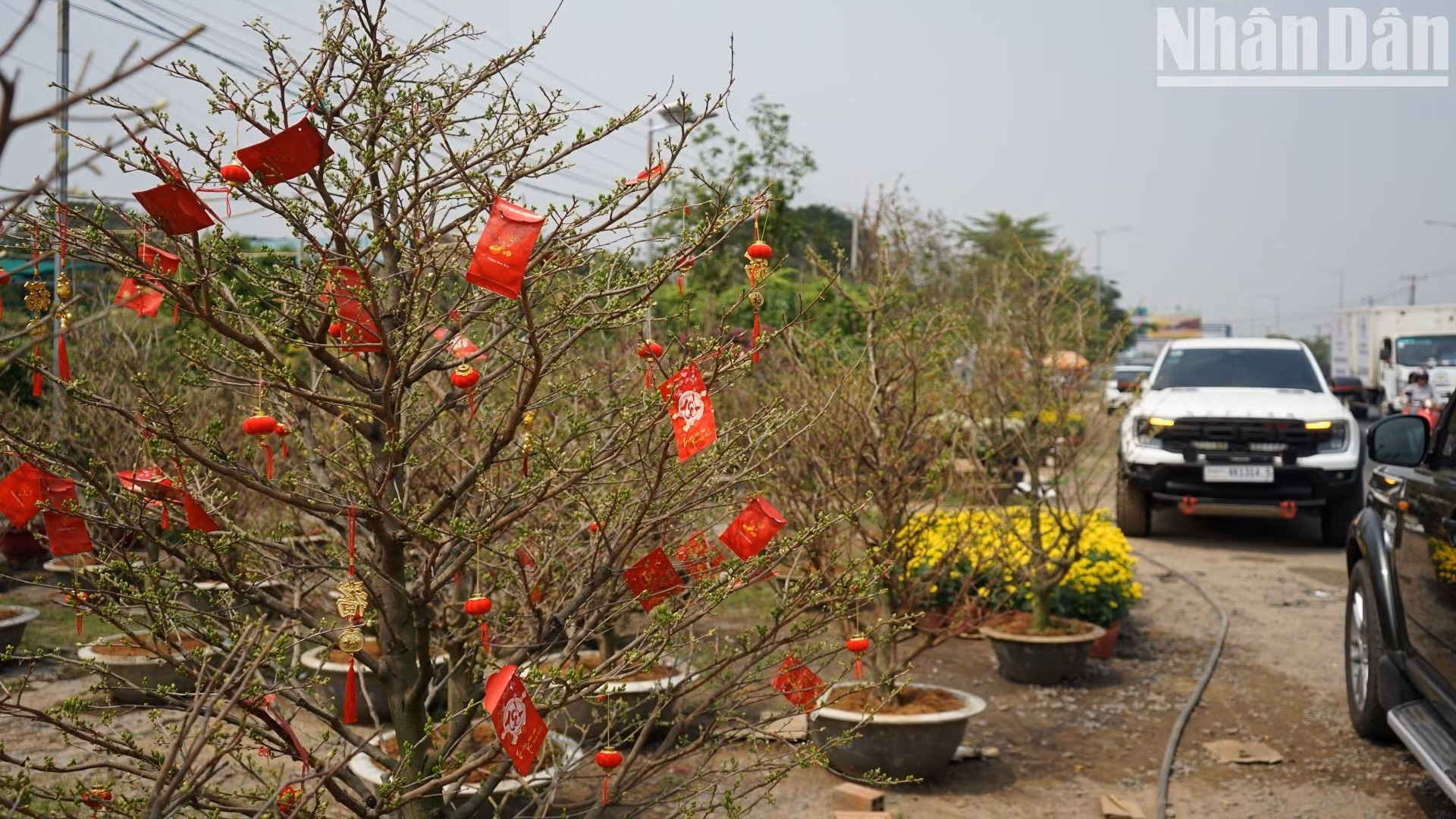[Photo] Printemps de l’année du Cheval 2026 au Cambodge : une ambiance printanière animée dans les jardins de Kandal.