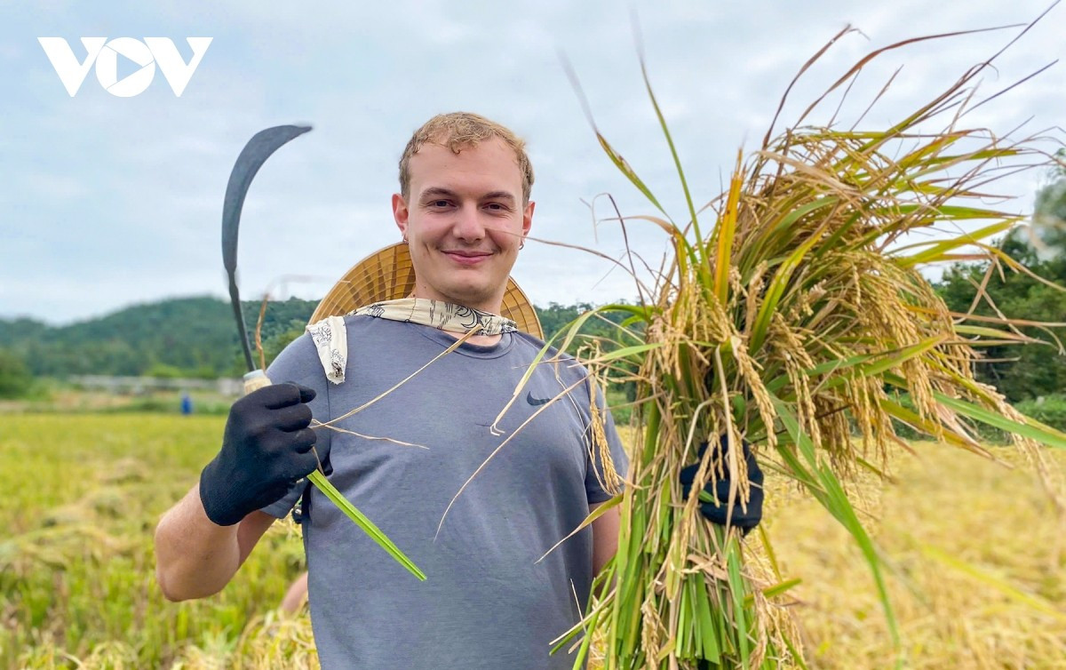 Outre la mer turquoise, le sable blanc, le soleil doré et les couchers de soleil éclatants, la zone spéciale de Co To séduit aussi les visiteurs par une autre teinte en cette saison d’automne : le jaune lumineux des récoltes sur les champs côtiers.