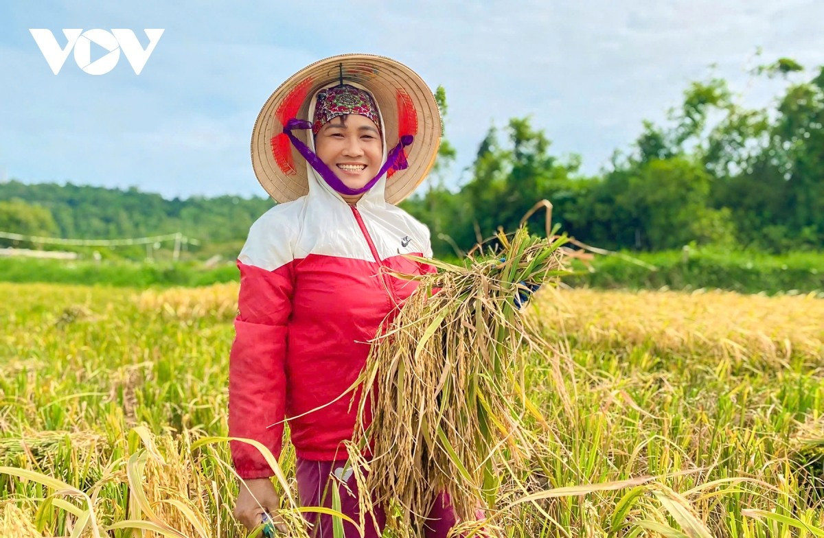 Mme Bui Thi Phuong, habitante du village Hai Tien, a confié : « Voir des étrangers descendre aux champs pour récolter le riz m’a surprise et réjouie. Ils semblaient vraiment enthousiastes de vivre l’expérience de paysan. »