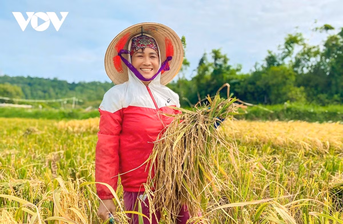 Mme Bui Thi Phuong, habitante du village Hai Tien, a confié : « Voir des étrangers descendre aux champs pour récolter le riz m’a surprise et réjouie. Ils semblaient vraiment enthousiastes de vivre l’expérience de paysan. »