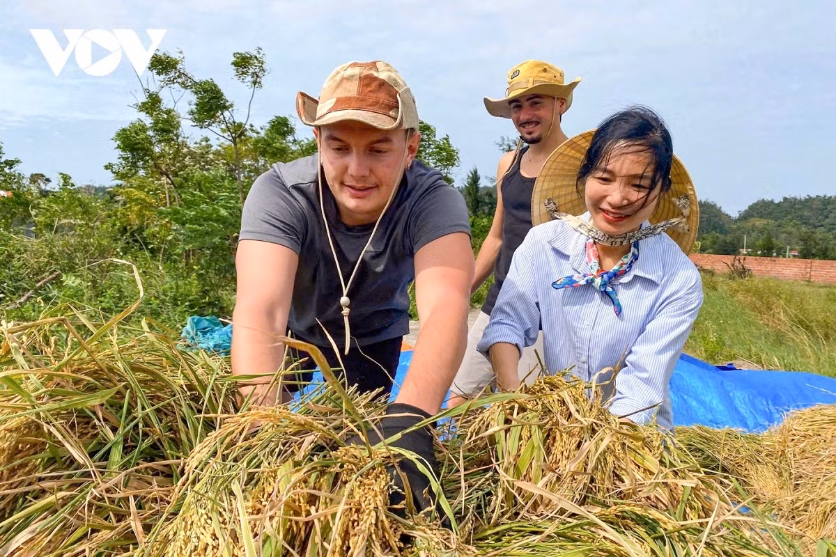 Des touristes occidentaux rayonnants récoltent le riz et labourent les champs aux côtés des paysans de l’île Co To