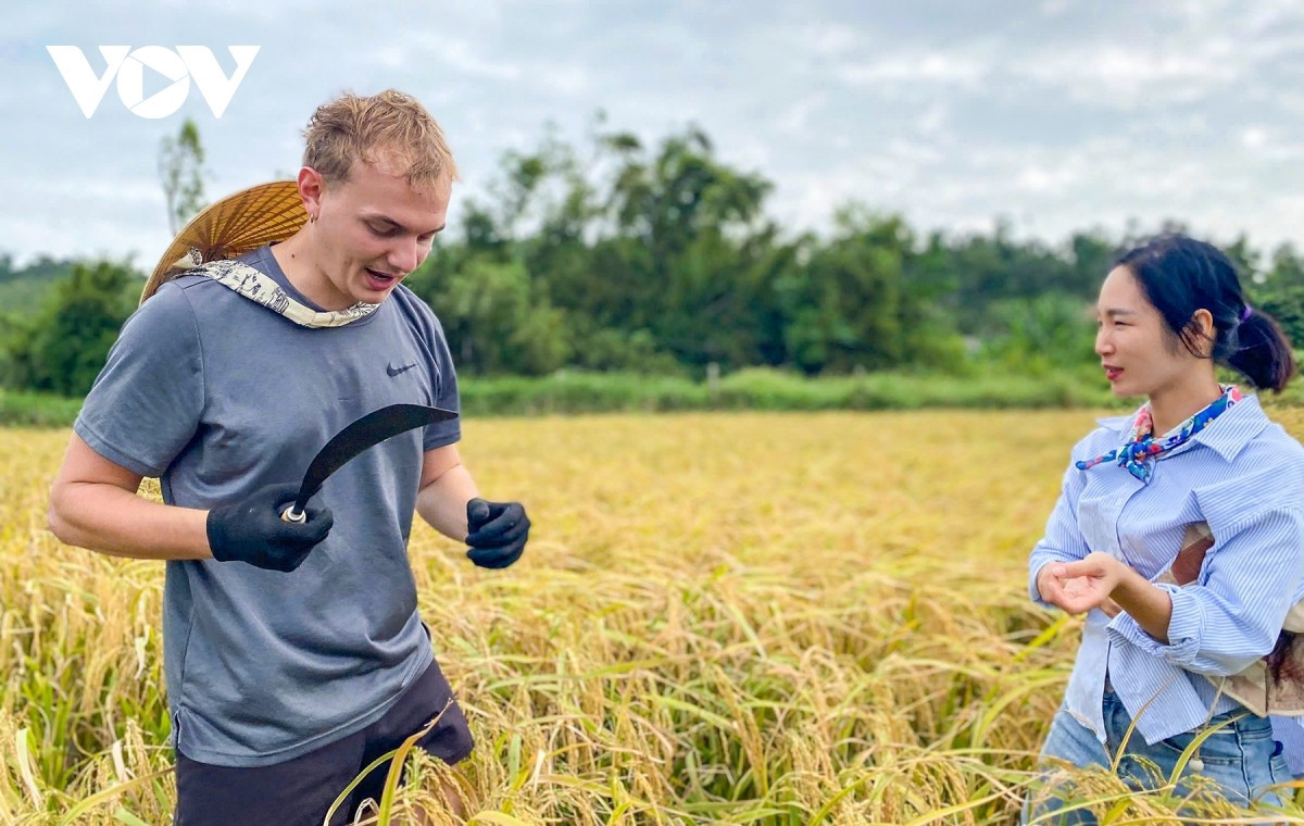 Sous la guidance des paysans de l’île, les visiteurs se sont montrés un peu maladroits en tenant la faucille pour la première fois : « Découvrir la vie de paysan sur l’île Co To est vraiment formidable ! J’ai pu manier une faucille, transporter le riz et ressentir le rythme de vie simple des habitants. Cette expérience dépasse tous les circuits auxquels j’ai déjà participé ! ».