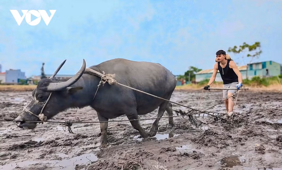 En plus de la récolte du riz, Loic Pesquerl et Antoine Habert ont également appris à labourer les champs avec un buffle, découvrant ainsi la réalité du travail quotidien des habitants de l’île.
