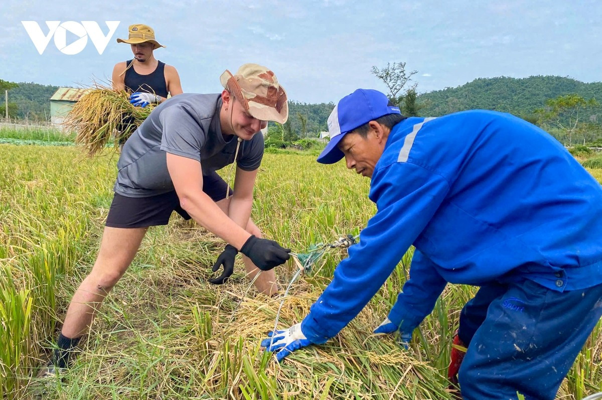 Le programme touristique d’expérience saisonnière à Co To est mis en œuvre conjointement par de nombreuses familles et homestays, combinant « visite – travail – gastronomie locale ». Après la récolte du riz ou après une sortie pour ramasser les palourdes, cueillir les coquillages ou pêcher, les visiteurs dégustent un repas simple composé de soupe de palourdes rafraîchissante, de légumes marinés croquants, de légumes du jardin et de poisson mijoté dans une sauce aigre-douce, reflétant pleinement la saveur de la vie insulaire.