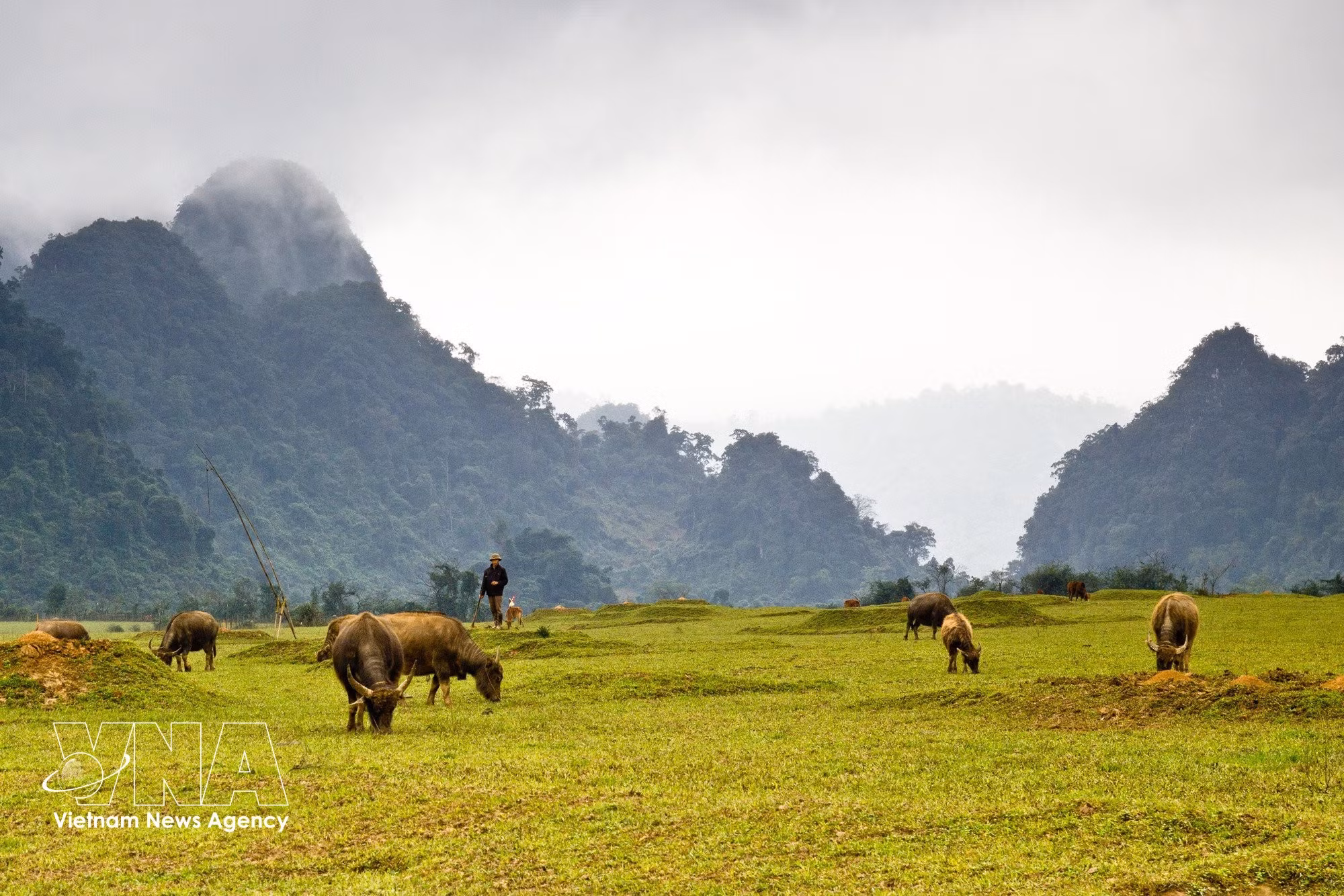 Au village de Tan Hoa, les visiteurs peuvent admirer de vastes champs s'étendant à perte de vue. Photo : VNA.