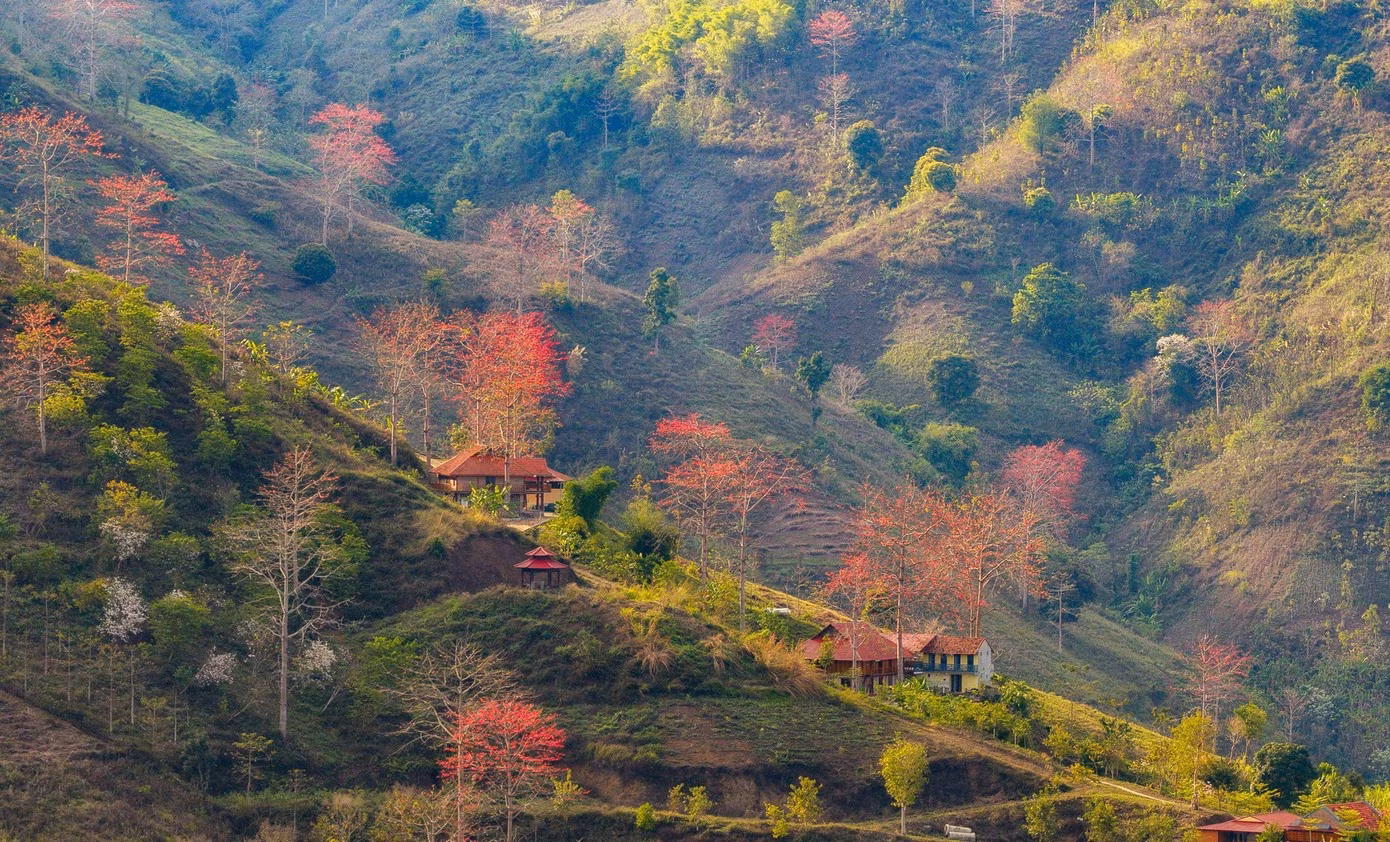 Des bords des ruisseaux et des rivières jusqu'à l'entrée des villages, la silhouette du kapokier rouge s'élève. Le tronc est rugueux, les branches sont dénudées mais résilientes, à l'image du caractère des habitants des hauts plateaux.
