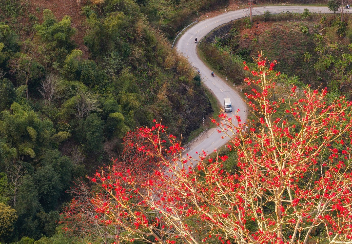Les fleurs du kapokier rouge enflamment les montagnes et forêts du Tay Bac