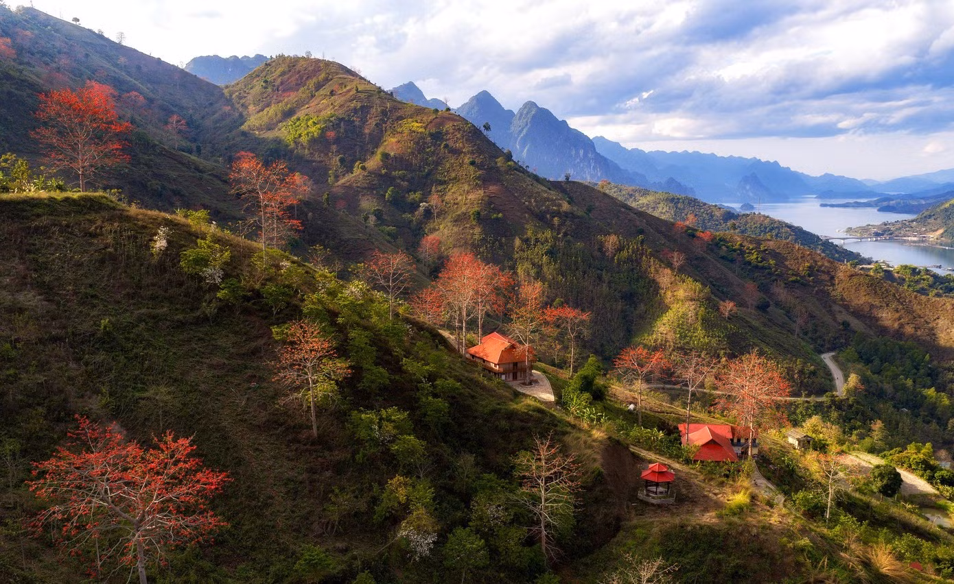 À peine le mois de mars commencé, les fleurs du kapokier rouge arrivent à Son La comme un rendez-vous. Il suffit d'une nuit de vent de montagne sec pour qu'au matin, des grappes de fleurs d'un rouge vif éclatent sur le fond du ciel bleu profond.
