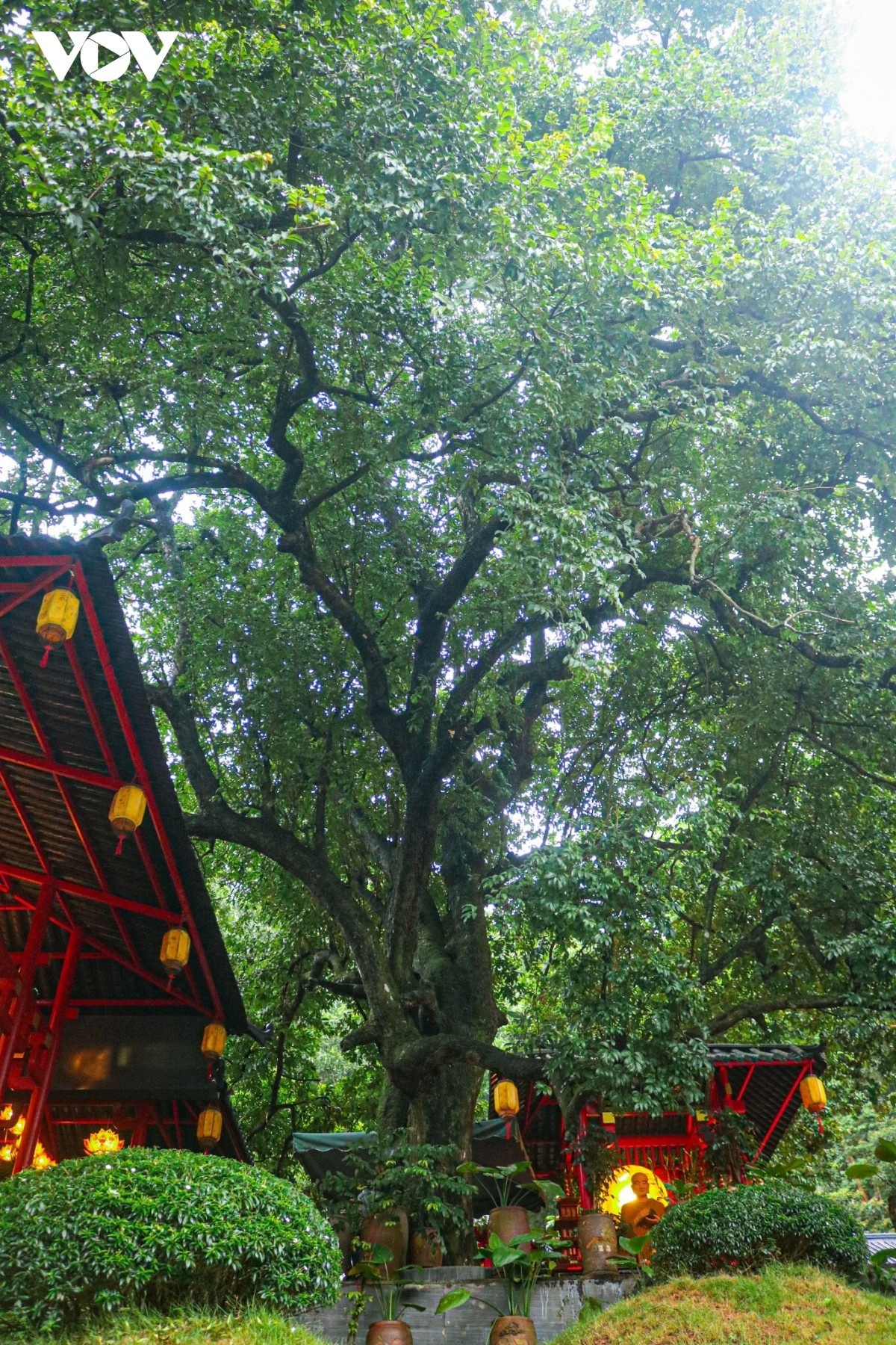 À travers le temps, le temple a changé, mais l’arbre est resté robuste, couvert d’un feuillage dense et verdoyant. Depuis le pied de la montagne, se détache la statue du Bodhisattva Quan The Am, haute de six mètres et sculptée dans le granit, implantée sur une colline.