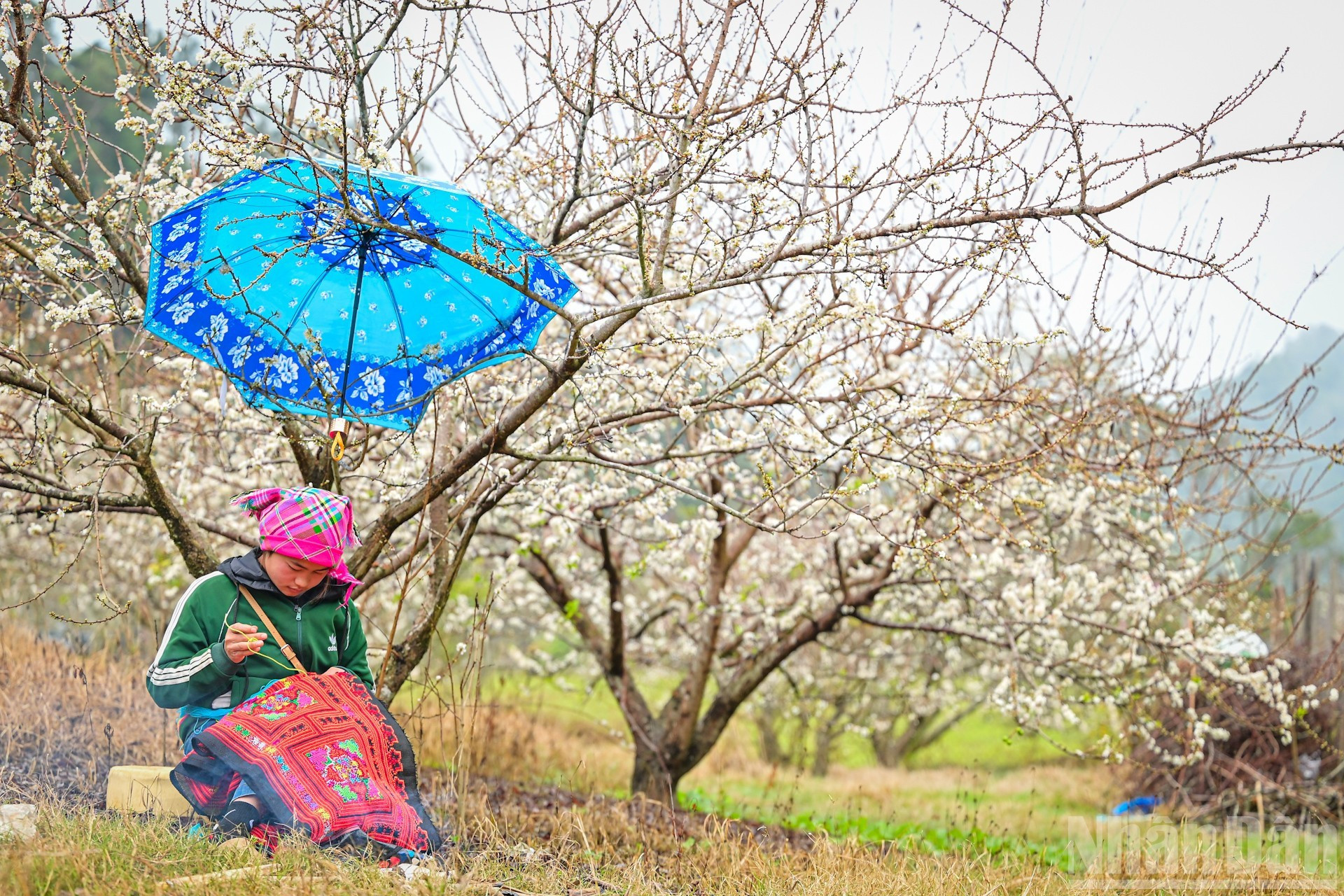 Une jeune fille, absorbée par son travail de tressage, est assise près d’un feu pour se réchauffer, au milieu d’un verger de pruniers déjà couvert de fleurs blanches sur la route menant à Hang Tau.