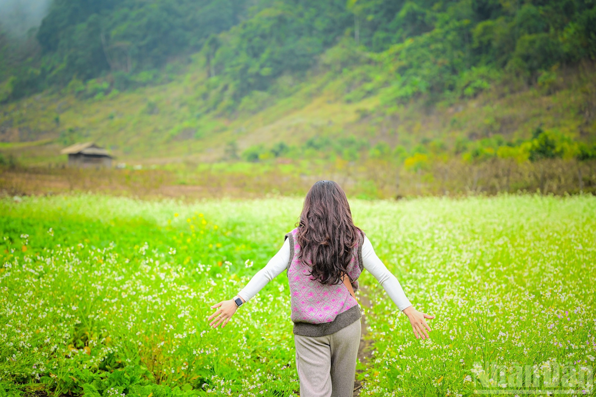 De vastes champs de colza s’étendent le long de la route menant à Hang Tau.