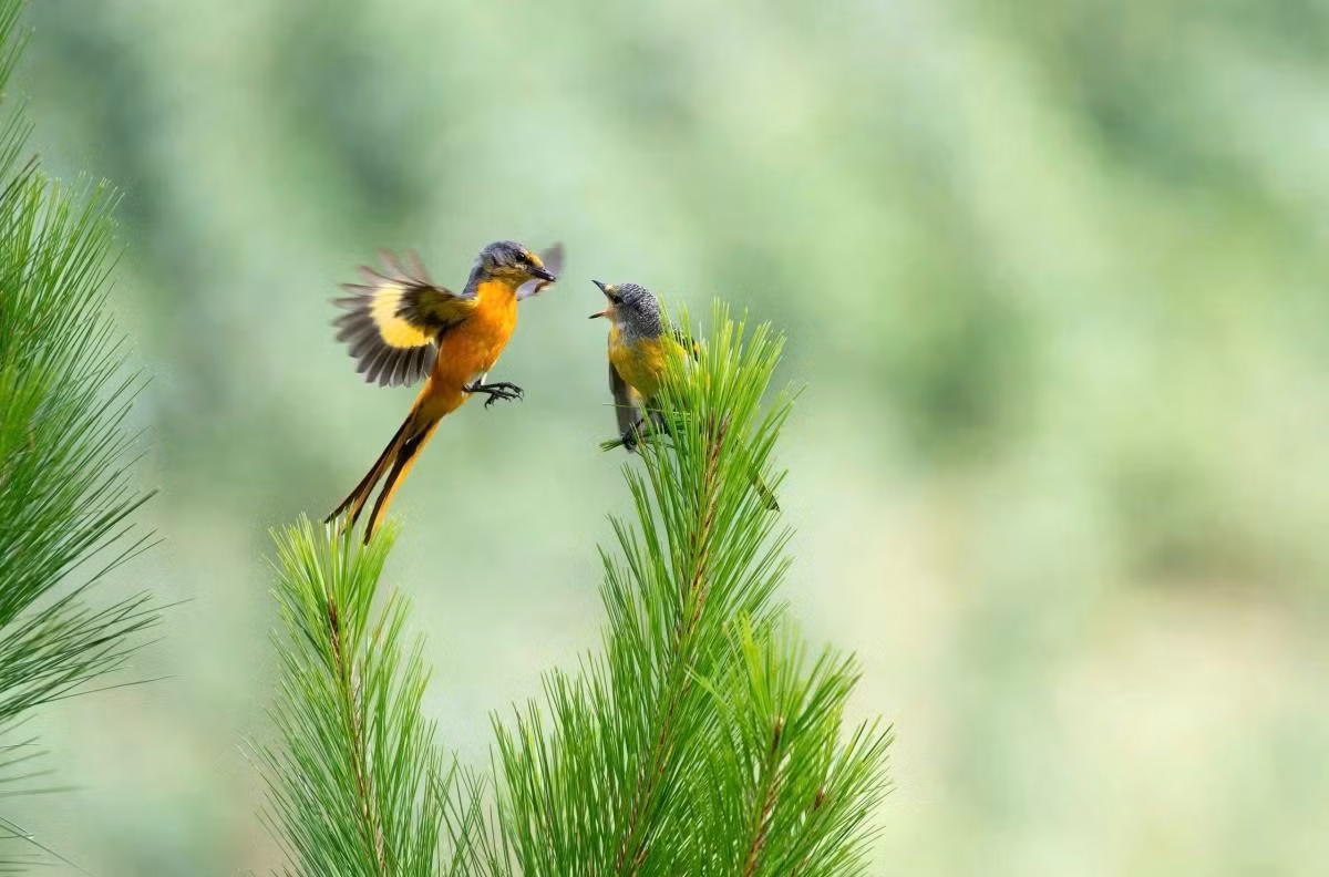 Prix du plus beau moment : « Phuong cheo – Minivet », œuvre de Ha Vu Linh, de Da Nang