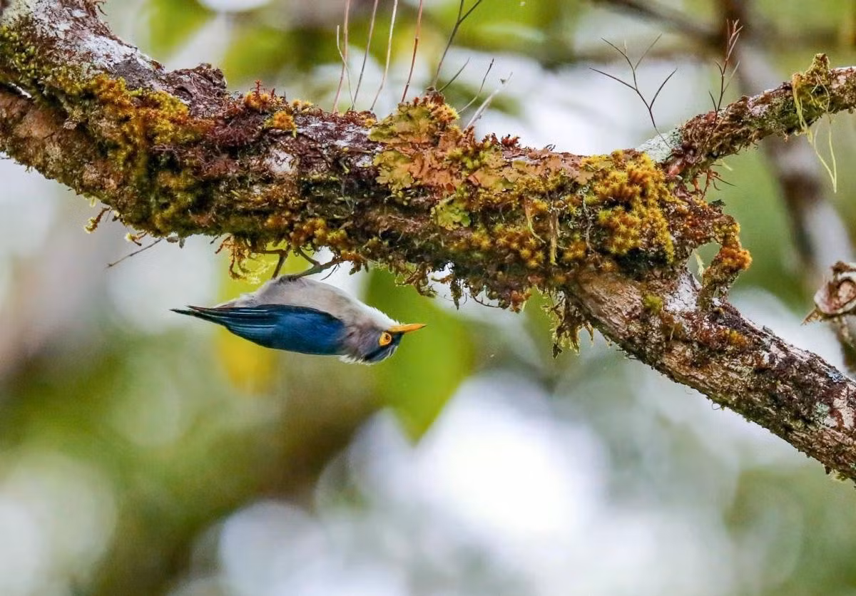 Prix de la plus belle photographie d’un oiseau rare : « Treo cay mo vang – Yellow-billed Nuthatch », du photographe Truong Anh Tuan, de Nha Trang