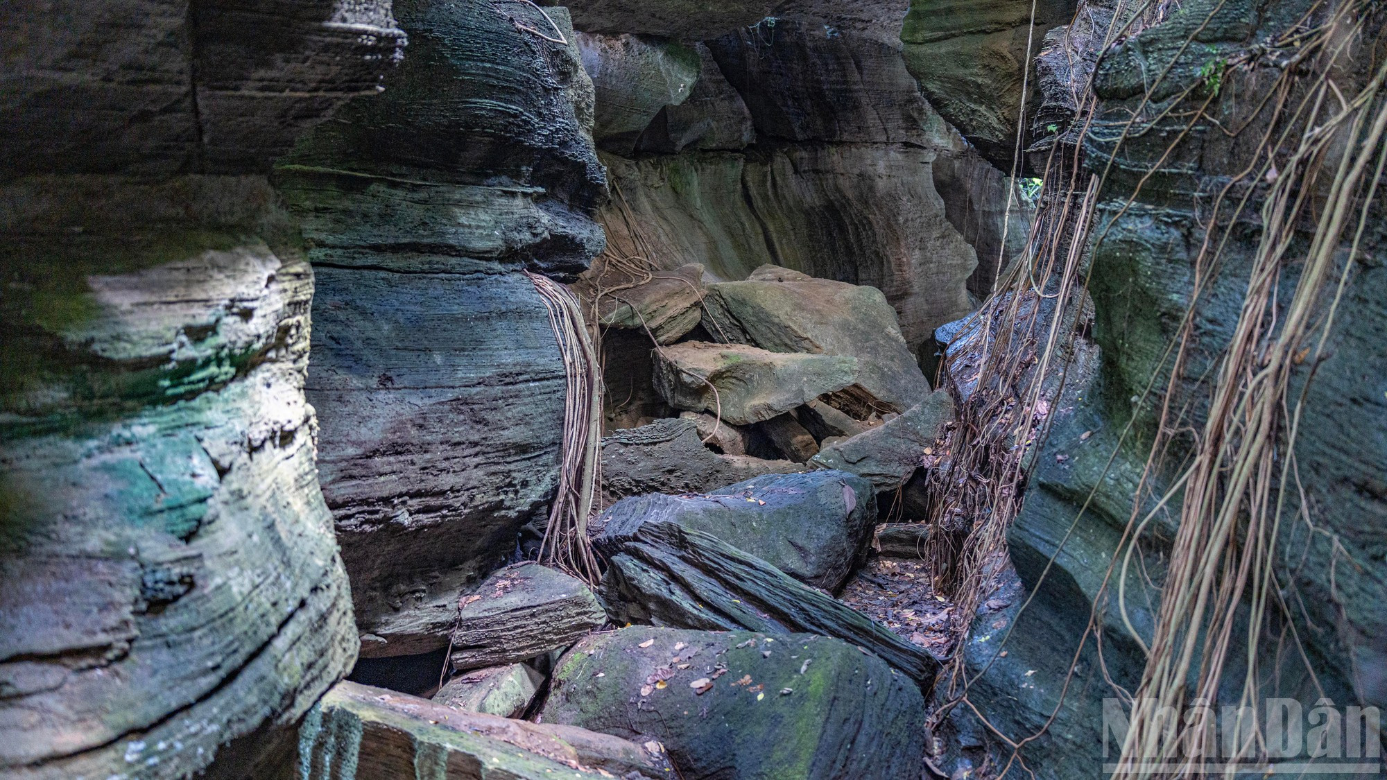Le système de lianes recouvrant les parois rocheuses accentue le caractère mystique de la Grotte aux chauves-souris. Le système de lianes recouvrant les parois rocheuses accentue le caractère mystique de la Grotte aux chauves-souris.