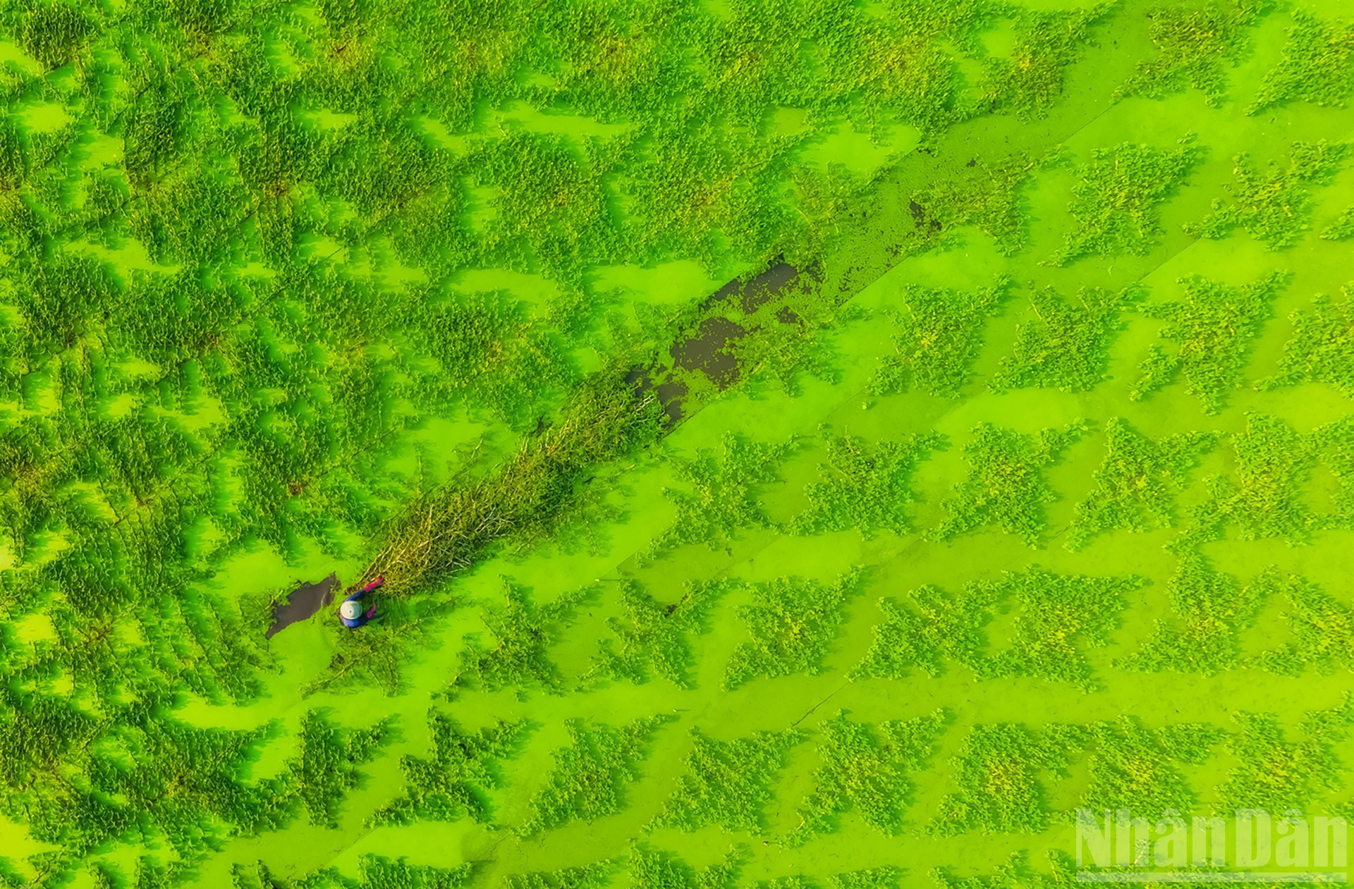 Habitants récoltant du rau nhut (liseron d’eau). Habitants récoltant du rau nhut (liseron d’eau).