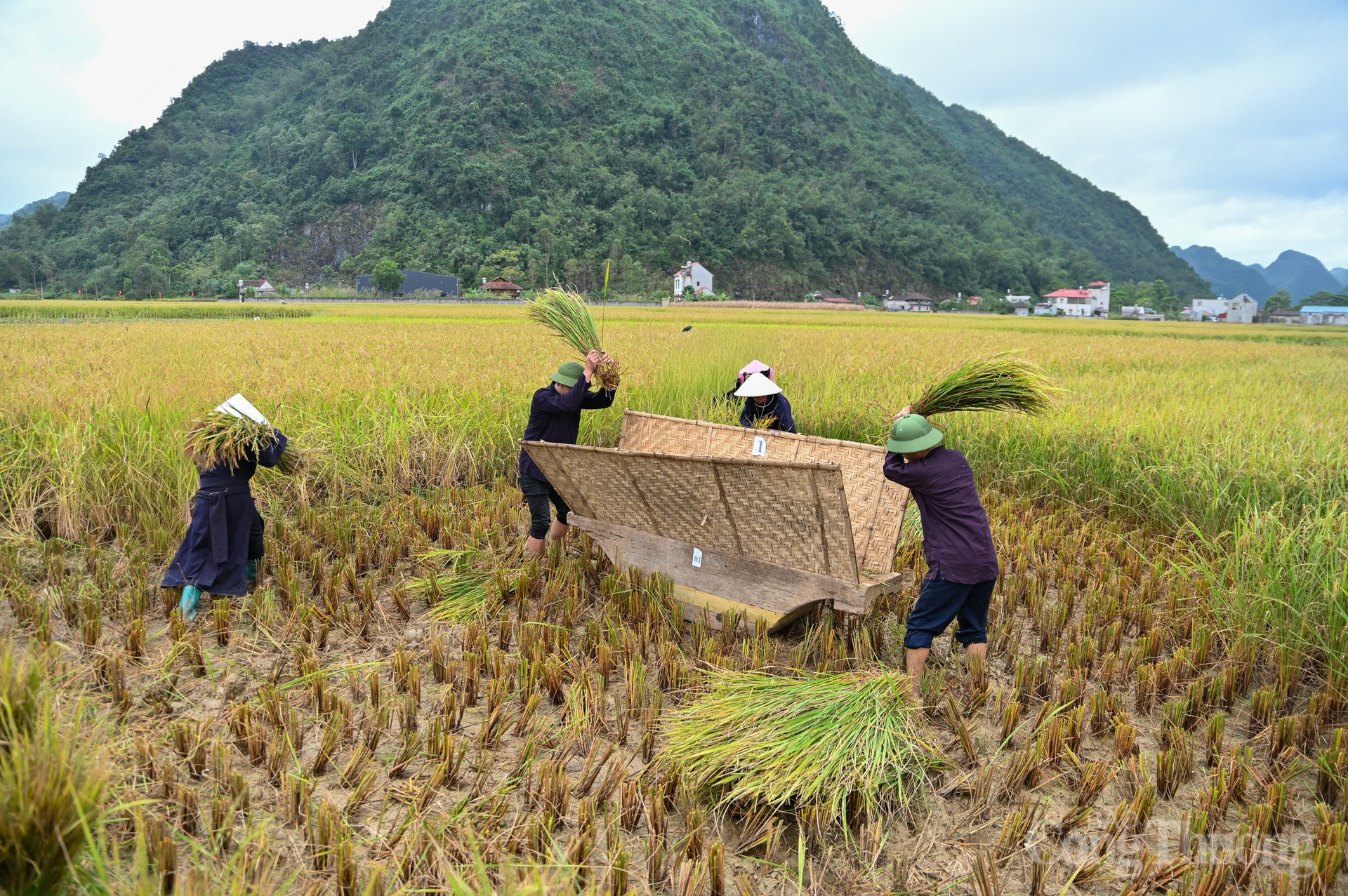 En évoquant Bac Son, on ne peut oublier ses rizières dorées.