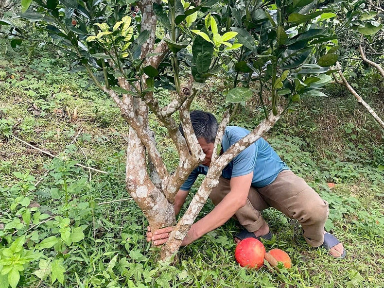 Outre la vente des fruits, la famille de M. Tu se consacre aussi à la multiplication des plants, au semis et au marcottage à partir des arbres-mères. « Préserver une variété précieuse ne peut se faire à la légère. Il faut de la patience, depuis la sélection des arbres-mères, le soin du sol et de l’eau, jusqu’à la nouaison », explique-t-il.