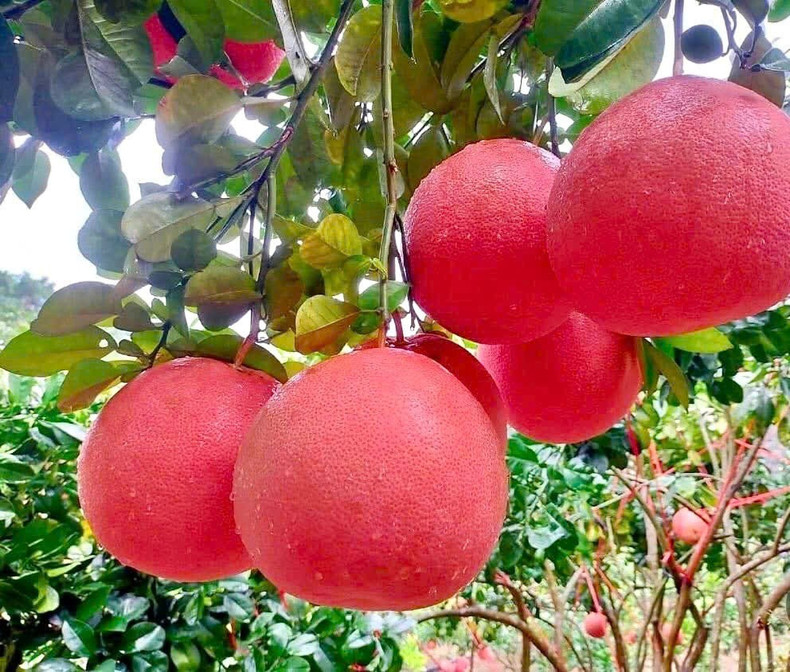 « Ma famille cultive le pamplemousse depuis des décennies, mais cette année les commandes arrivent bien plus tôt », raconte Nguyen Van Tu, propriétaire d’un verger de longue date à Luan Van, tout en resserrant les sacs de protection autour des fruits. Sur plus de quatre hectares, son verger devrait produire environ 10 000 fruits, dont plus de la moitié sont déjà réservés par les négociants.