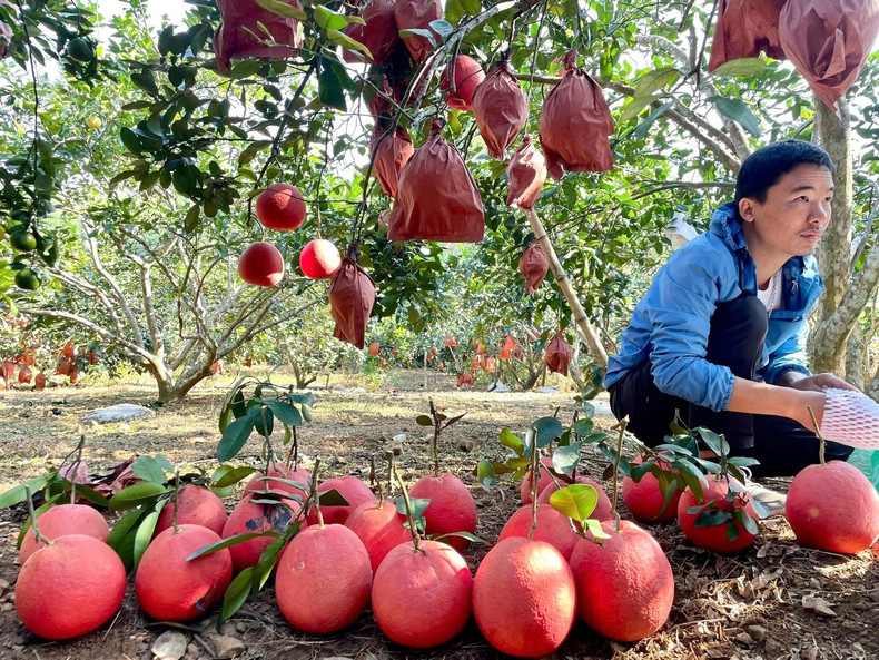 Les habitants de Luan Van se souviennent encore de la période où cette variété de pamplemousse avait failli tomber dans l’oubli. Ce n’est que ces dernières années, grâce à sa restauration et à sa culture à des fins commerciales, que le pamplemousse rouge est réellement revenu, devenant non seulement vigoureux mais aussi une source de prospérité.