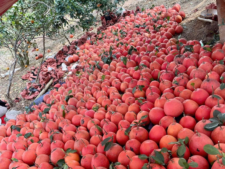 Au-delà de leur bel aspect, les segments internes arborent une couleur rouge rosée naturelle, réunissant pleinement « couleur, parfum et saveur ». C’est cette qualité qui valut jadis aux pamplemousses de Luan Van d’être choisis comme offrandes impériales lors des grandes cérémonies.