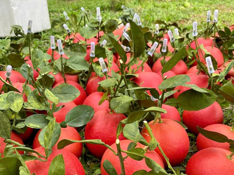 Selon les cultivateurs chevronnés du village, le pamplemousse de Luan Van commence à produire après quatre ans ; il fleurit aux deuxième et troisième mois du calendrier lunaire et n’est récolté qu’en fin d’année. Les jeunes fruits sont vert vif ; vers la mi-dixième mois lunaire, ils prennent une teinte rougeâtre ; à maturité, leur peau devient rouge sombre comme du velours et exhale un léger parfum. Les quartiers sont juteux et d’une douceur délicate. Chaque arbre donne en moyenne 40 à 50 fruits par saison, pesant chacun d’environ 500 grammes à plus d’un kilogramme.