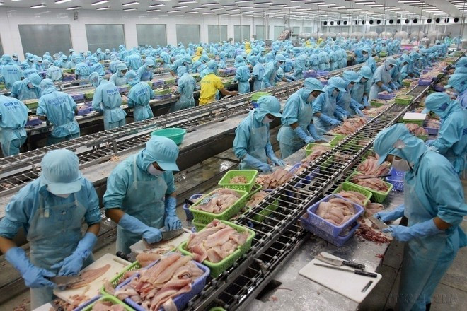 Une croissance stable et une modernisation rurale profonde caractérisent le secteur agricole vietnamien. Le pays s'est hissé aux premiers rangs mondiaux pour l'exportation de produits phares tels que le café, le caoutchouc, la noix de cajou, le poivre et les produits de la mer. Sur la photo : L'industrie halieutique, l'un des piliers stratégiques des exportations vietnamiennes, affiche une progression fulgurante depuis le lancement du Renouveau (Doi Moi). Photo : VNA