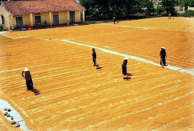 Le Vietnam a atteint, avant l'échéance fixée, plusieurs Objectifs du Millénaire pour le Développement (OMD) entre 2011 et 2015, enregistrant des avancées majeures dans la lutte contre la pauvreté. Le taux de ménages pauvres est passé de 14,2 % en 2010 à moins de 4,5 % en 2015. Dans les districts les plus démunis, ce chiffre a chuté de 58,3 % à 28 %. Photo : VNA