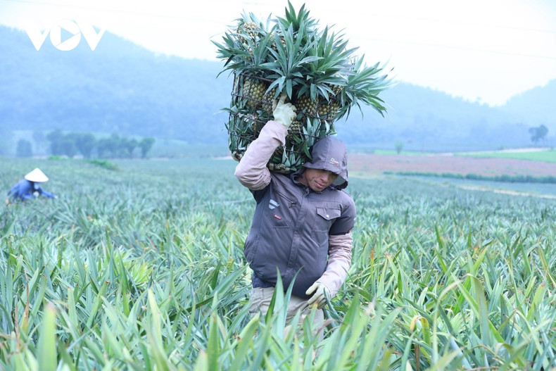 La zone principale de culture d’ananas se situe dans le quartier de Tam Diep, couvrant plus de 4 000 hectares. En pleine saison, les ouvriers se relaient pour charger sur leurs épaules de lourds paniers d’ananas, créant une atmosphère de travail rythmée et intense.